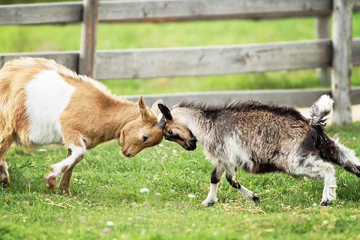 Junge Ziegen kämpfen spielerisch miteinander