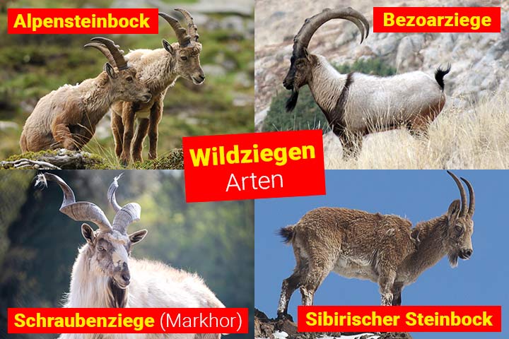 Wildziegenarten
