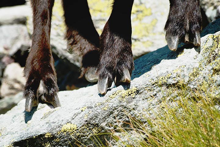 Hufe einer Ziege