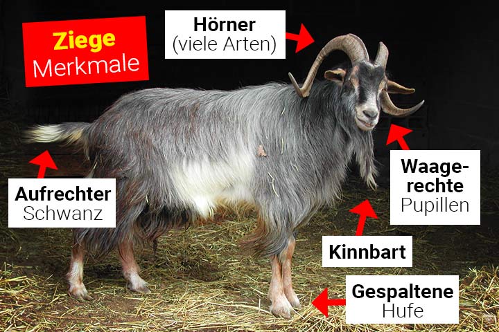 Ziege Körperbau und Aussehen