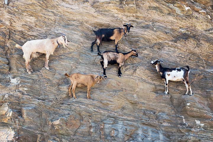 Ziegen in einer Steilwand