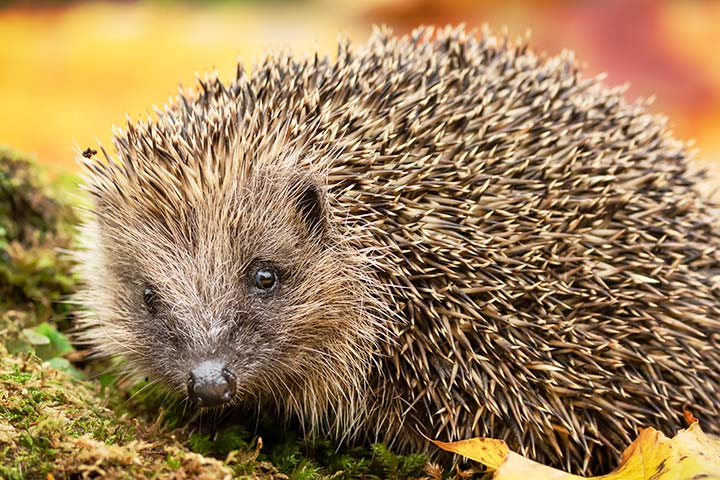 Igel