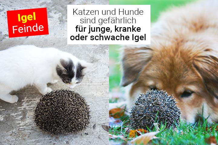 Wenn Igel jung, krank oder schwach sind, sind Hunde und Katzen eine Gefahr für sie