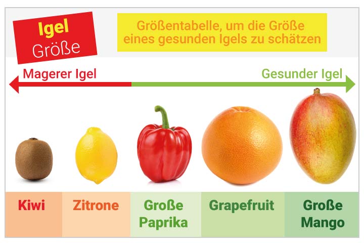 Igel Größe - Praktischer Größenvergleich - Tabelle