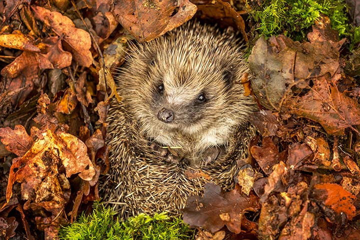 Ein Igel macht ein wohlverdientes Päuschen im Laubhaufen