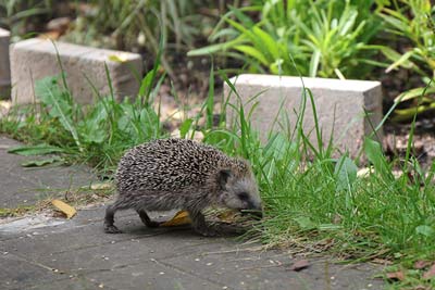 Igel