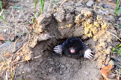 Tiere der Wiese