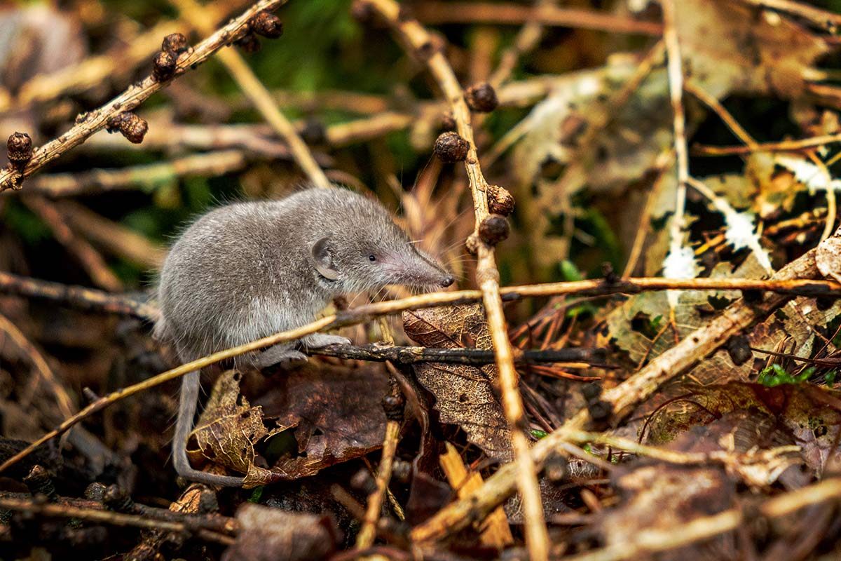 Spitzmaus