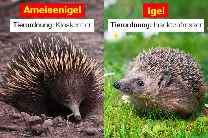 Ameisenigel oder Igel - Wo ist der Unterschied?