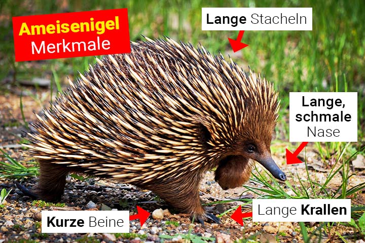 Ameisenigel Merkmale