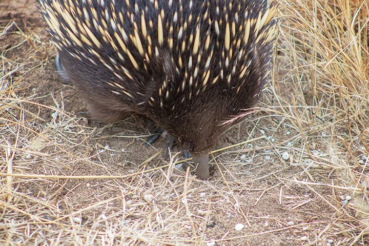 Bei der Nahrungssuche stochert der Ameisenigel im Boden nach Insekten