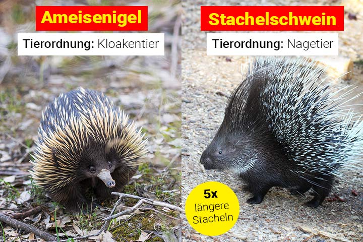 Ameisenigel oder Stachelschwein - Wo ist der Unterschied?