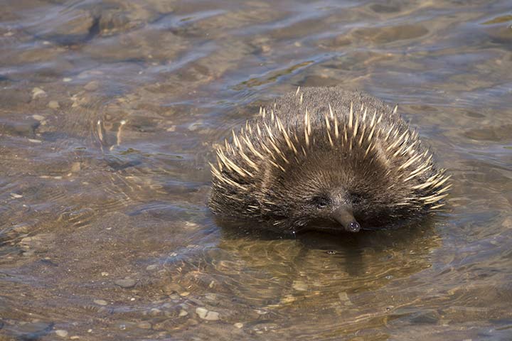 Schwimmender Ameisenigel