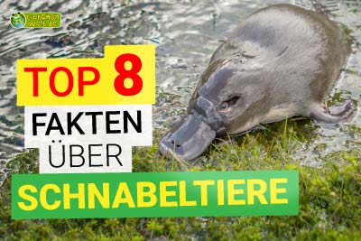 8 Eigenschaften, die das Schnabeltier von anderen Säugetieren unterscheidet