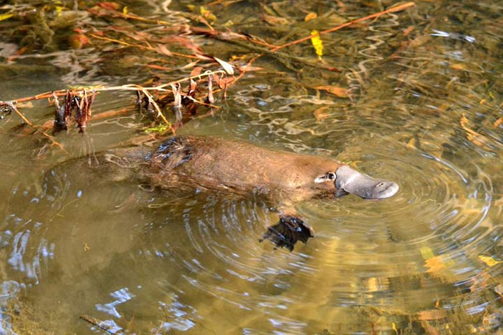Schnabeltier im Wasser