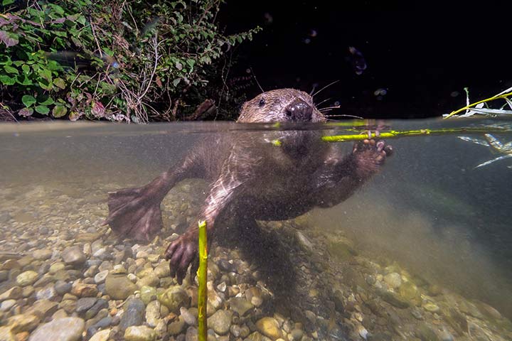 Schwimmender Biber