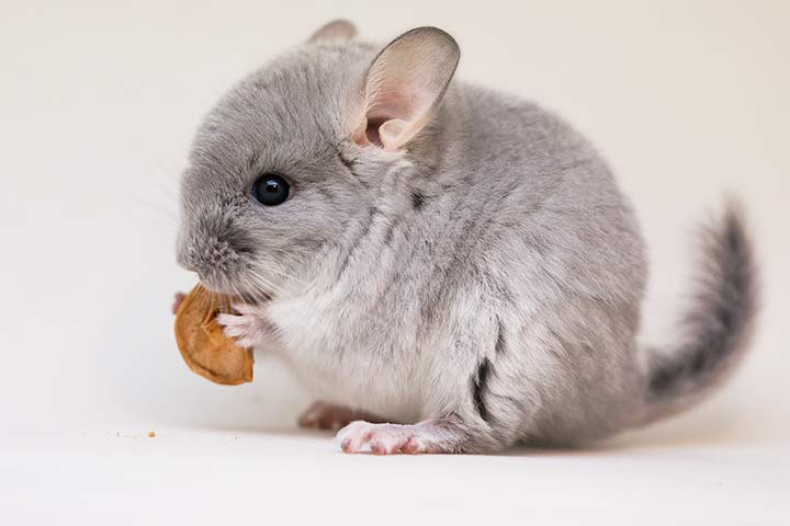 Chinchilla