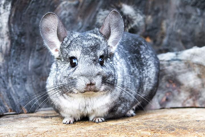 Graues Chinchilla