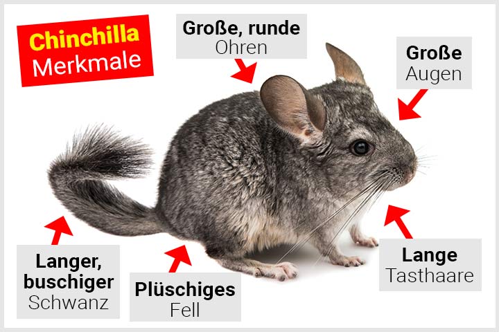 Chinchilla Körperbau und Aussehen