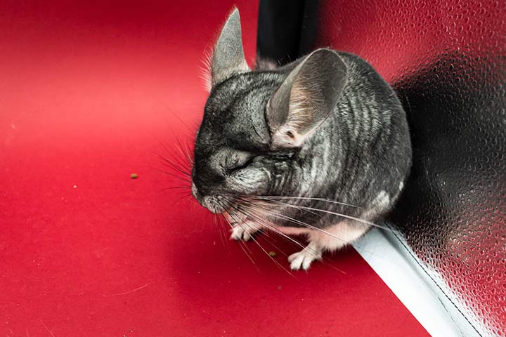 Schlafendes Chinchilla