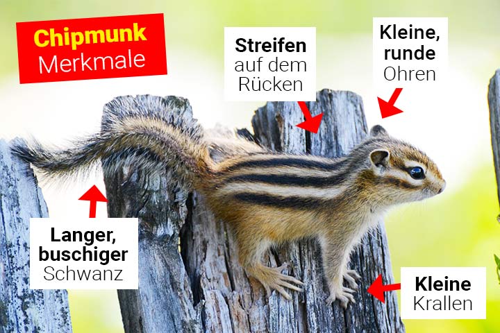 Chipmunk Körperbau und Aussehen