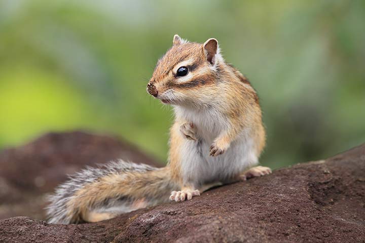 Chipmunk