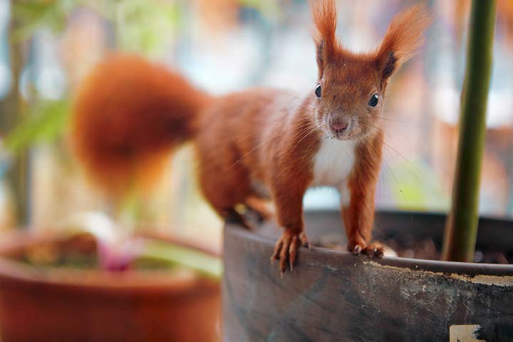 Ein Eichhörnchen ist auf der Suche nach Futter zu Besuch am Balkon