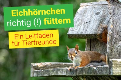 Eichhörnchen richtig füttern - Artgerechte Nahrung für die kleinen Nager
