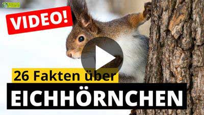 Video Eichhörnchen