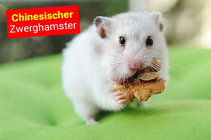 Chinesischer Zwerghamster