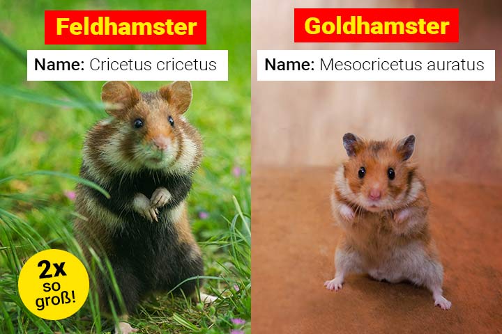 Feldhamster oder Goldhamster – Wo ist der Unterschied?