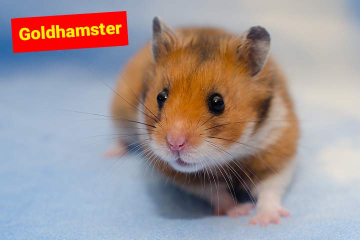 Goldhamster