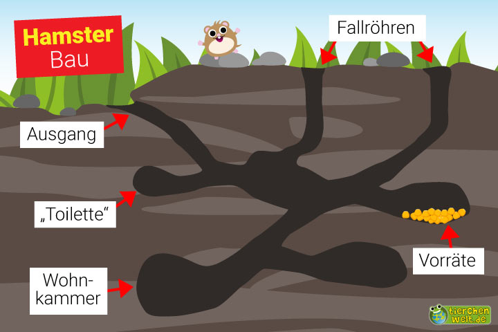 Hamsterbau
