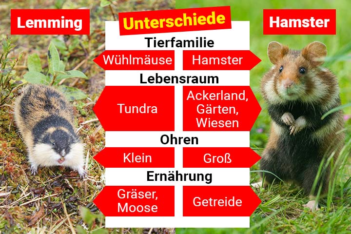 Lemming oder Hamster - Wo ist der Unterschied?