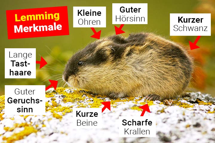 Lemming Merkmale