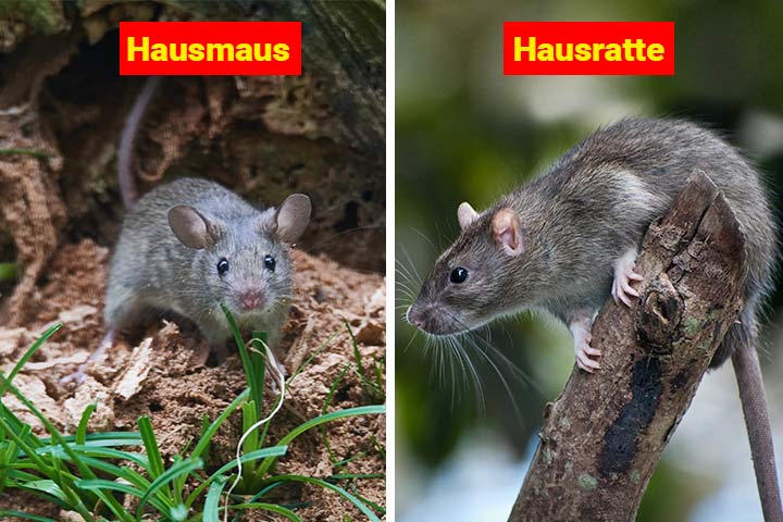 Maus oder Ratte - Wo ist der Unterschied?