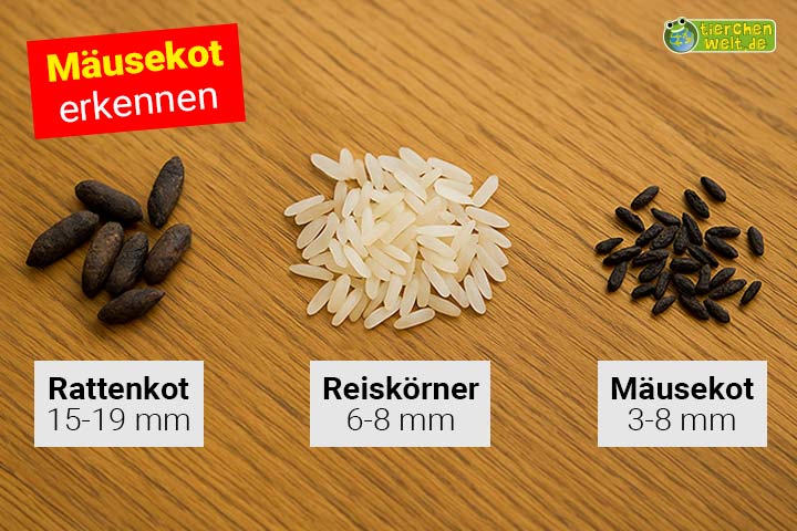 Wie sieht Mäusekot aus? Vergleich zwischen Rattenkot, Reiskörnern und Mäusekot