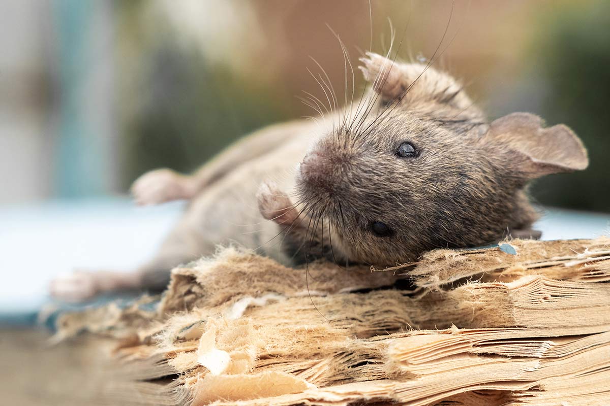Maus liegt auf der Seite