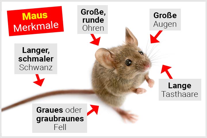 Maus Körperbau und Aussehen