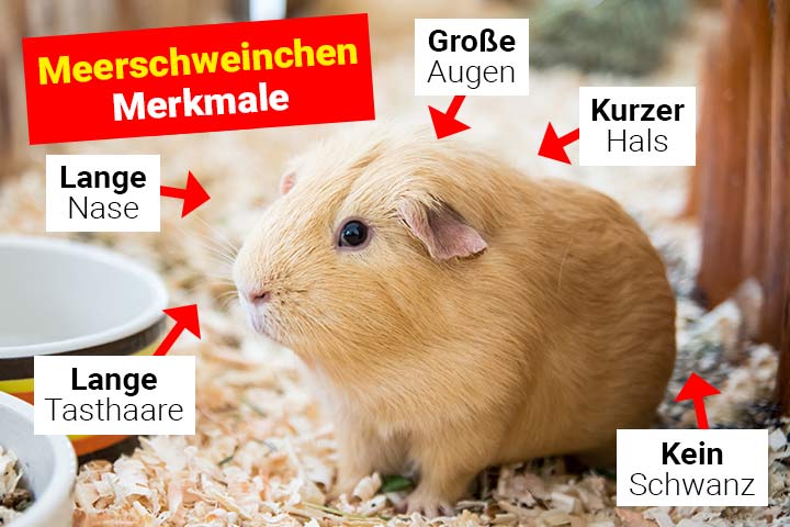 Meerschweinchen Körperbau und Aussehen