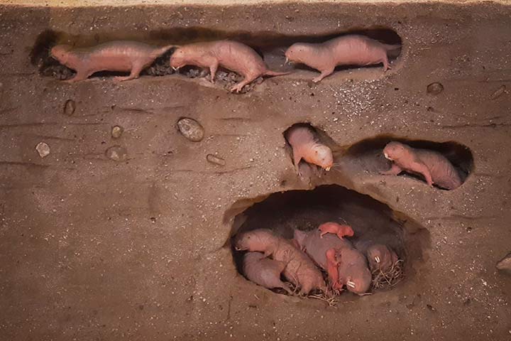 Bau einer Nacktmull-Kolonie