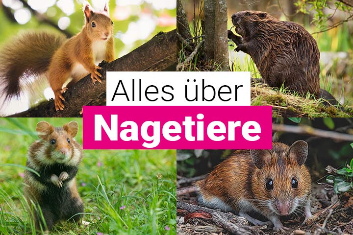 Alles über Nagetiere