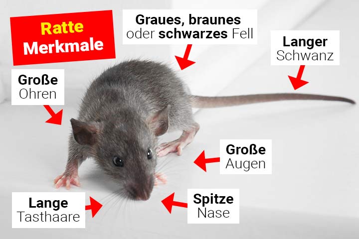 Ratte Körperbau und Aussehen