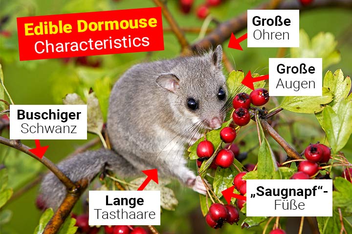 Siebenschläfer Merkmale