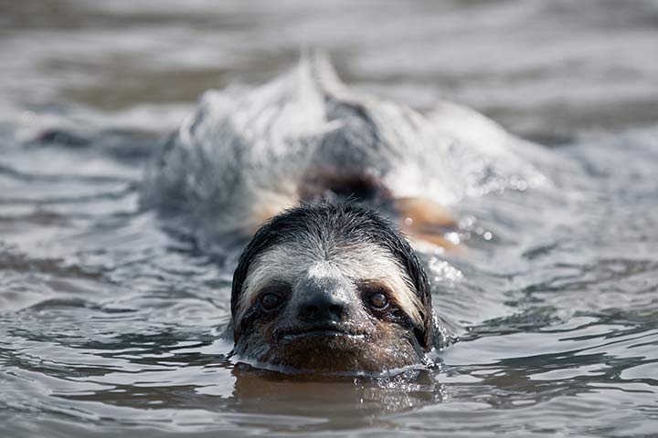Ein Faultier schwimmt durch einen Fluss