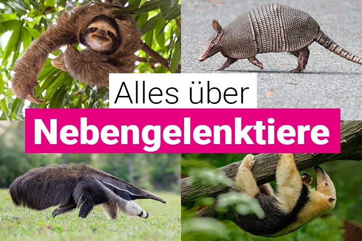 Alles über Nebengelenktiere