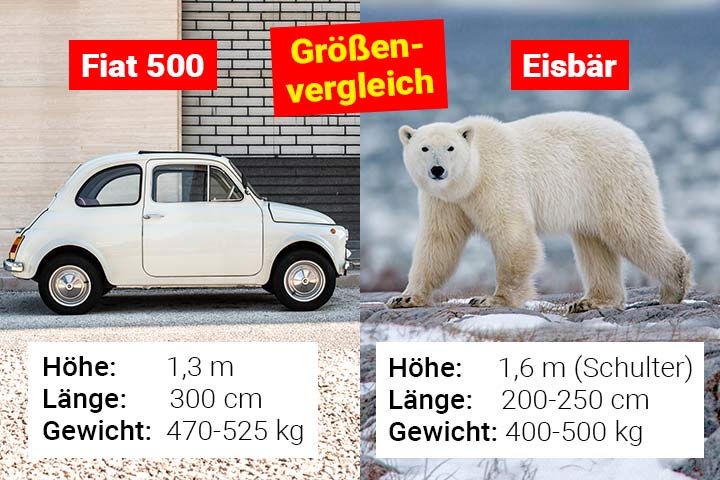 Eisbär und Auto - Größenvergleich