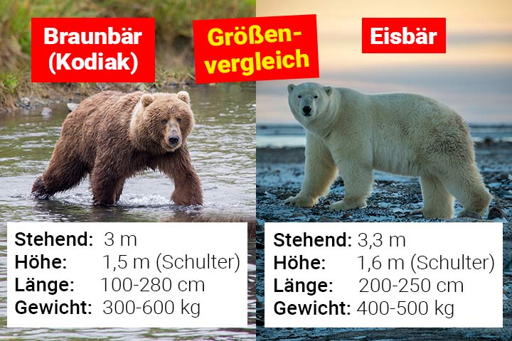Eisbär und Braunbär - Größenvergleich