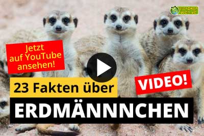 Erdmännchen-Video - 23 Fakten über Erdmännchen