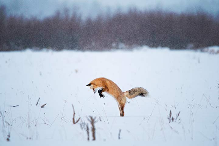 Ein Fuchs jagd eine Maus